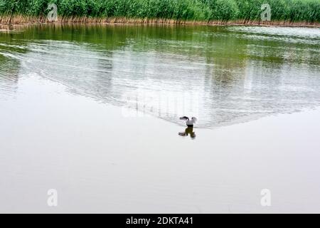 Un piccolo uccello stagno nuota nel lago e cerca il suo compagno. Foto Stock