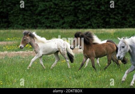 American Miniature Horse, mandria in Prato Foto Stock