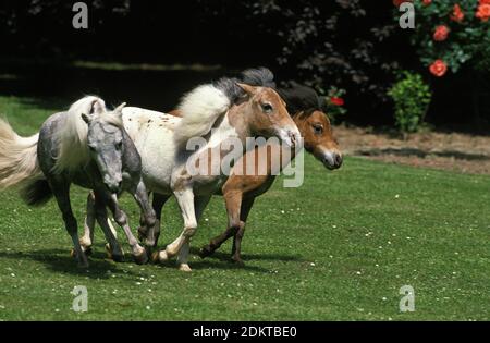 Americano di cavalli in miniatura Foto Stock