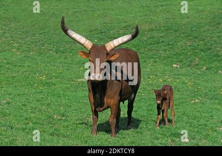 Watussi, bos primigenius toro, Madre e vitello Foto Stock