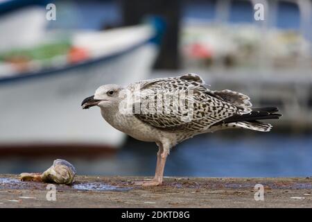 Jonge Grote Mantelmeeuw fouragerend in paradiso; giovani grande nero-backed Gull rovistando nel porto Foto Stock