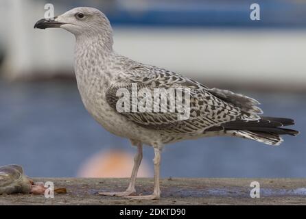 Jonge Grote Mantelmeeuw fouragerend in paradiso; giovani grande nero-backed Gull rovistando nel porto Foto Stock