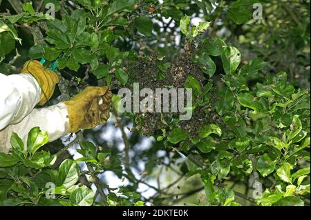 Apicoltore prendendo un sciame selvatico e il trasferimento di essa a un alveare, Normandia Foto Stock