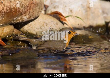 Badderende Roodborst, Europeo Robin la balneazione Foto Stock