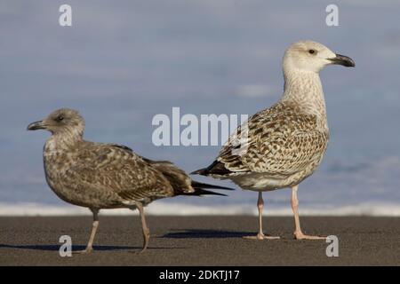 Grote Mantelmeeuw onvolwassen; maggiore nero-backed Gull immaturo Foto Stock