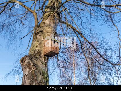 Scatola di uccello di legno situata in un grande albero di betulla d'argento su giorno soleggiato degli inverni. Foto Stock