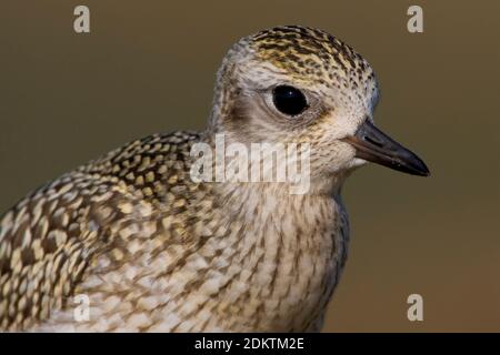 Kop Zilverplevier beeldvullend; grigio Plover testa close-up Foto Stock