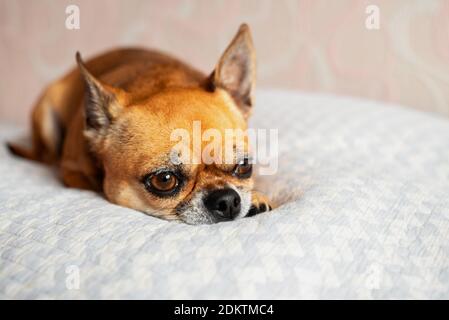 Little cute chihuahua dog is lying down on a white blanket on a bed. Dog is sad. Pet feeling tired, bored, or depressed. Stock Photo