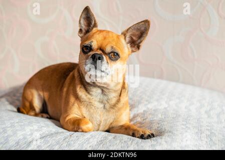 Piccolo cane chihuahua carino sdraiato su coperta bianca con luce solare dalla finestra. Ritratto di giovane animale curioso. Guardando dritto con testa in su. Foto Stock