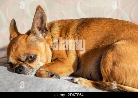 Piccolo cane chihuahua carino è sdraiato su un letto in una giornata di sole. Ritratto di giovane animale domestico. Sensazione di cane stanco, annoiato o depresso. Il cane è triste. Foto Stock
