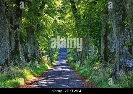 Il Lindenallee è una vista della città di Marktoberdorf Foto Stock