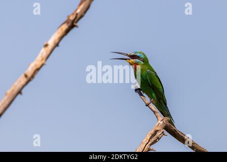 Close up of blue-cheeked bee-eater sitting on a branch of tree. Foto Stock