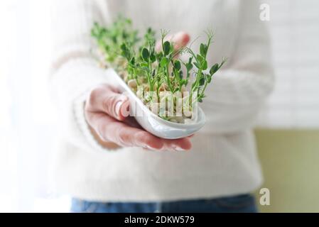 Piselli microgrede nelle mani della donna. Giorno della Terra. Germinazione di seme a casa. Spazio per il testo. Concetto Vegano e alimentazione sana. Germogli crescenti Foto Stock