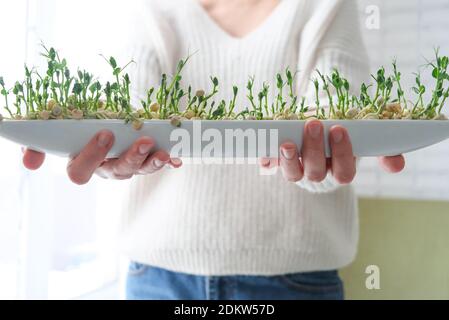 Piselli microgrede nelle mani della donna. Giorno della Terra. Germinazione di seme a casa. Spazio per il testo. Concetto Vegano e alimentazione sana. Germogli crescenti Foto Stock
