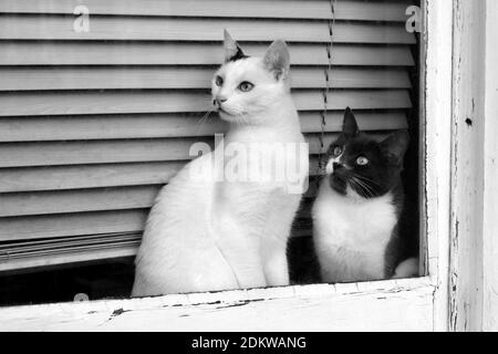 Due gatti curiosi che guardano fuori da una finestra in bianco e nero Foto Stock