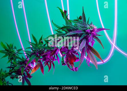 Pianta di marijuana in fiore viola con tracce di effetto luce fluorescente alogena. Canapa di cannabis con luce libera su sfondo turchese. Nuovo progressivo Foto Stock