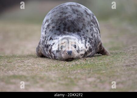 Guarnizione grigio (Halichoerus grypus) Foto Stock