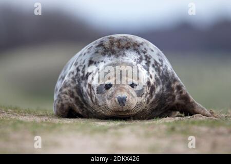 Guarnizione grigio (Halichoerus grypus) Foto Stock