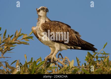 Visarend zittned in struik; Osprey arroccato nella parte superiore della boccola Foto Stock