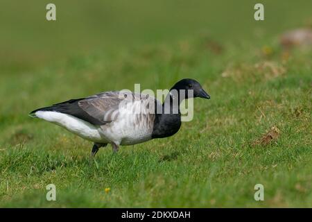 Witbuikrotgans foeragerend; Brent Goose foraggio Foto Stock