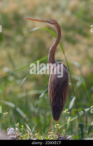 Volwassen Purperreiger staand; adulto Airone Rosso appollaiato Foto Stock