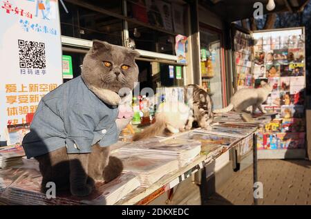 Pechino, Cina. 16 Dic 2020. Un fornitore di notizie con i suoi gatti vende i principali quotidiani cinesi, con storie su Joe Biden che è stato confermato presidente eletto, ad un chiosco di notizie a Pechino mercoledì 16 dicembre 2020. La Cina spera che con l'elezione di Biden le tensioni su una vasta gamma di questioni diminuiranno tra le due maggiori economie del mondo. Foto di Stephen Shaver/UPI Credit: UPI/Alamy Live News Foto Stock