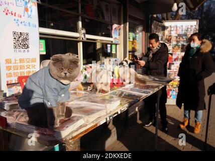 Pechino, Cina. 16 Dic 2020. Un fornitore di notizie con i suoi gatti vende i principali quotidiani cinesi, con storie su Joe Biden che è stato confermato presidente eletto, ad un chiosco di notizie a Pechino mercoledì 16 dicembre 2020. La Cina spera che con l'elezione di Biden le tensioni su una vasta gamma di questioni diminuiranno tra le due maggiori economie del mondo. Foto di Stephen Shaver/UPI Credit: UPI/Alamy Live News Foto Stock