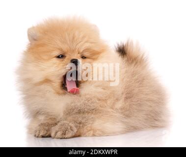 Pomeranian Spitz cane giace su uno sfondo bianco e yawns divertente. Foto Stock