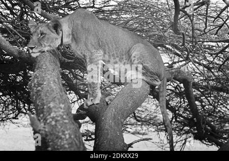 Elsa la leonessa di Joy Adamon's Born Free story con colletto su guardare allerta in albero, Kenya. Un'immagine originale della Joy Adamson Born Free Photo Collection ha preso principalmente dal 1940 ai primi anni '60 in Kenya. Foto Stock