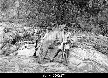 George Adamson e il suo assistente seduto con Elsa la leonessa su uno sperone roccioso in Kenya. Una di una serie di immagini originali della raccolta di foto libere nata da Joy Adamson, per la maggior parte prese dal 1940 all'inizio degli anni '60 in Kenya. Foto Stock