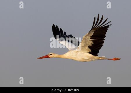 In Ooievaar de vlucht; Cicogna bianca in volo Foto Stock
