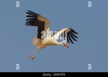In Ooievaar de vlucht; Cicogna bianca in volo Foto Stock