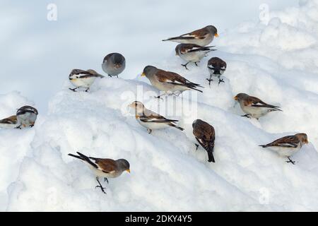 Sneeuwvink en Sneeuwgors foeragerend in de sneeuw; Snow Bunting e bianco-winged Snowfinch rovistando nella neve Foto Stock