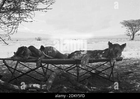 Joy Adamson ed Elsa la lkioness che dormiva sul letto del campeggio nel lago Rudolp, Kenya.. Immagini originali della raccolta di foto originali Joy Adamson Born Free per lo più prese dal 1940 all'inizio degli anni '60 in Kenya. Foto Stock