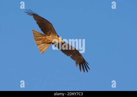 In Geelsnavelwouw de vlucht; giallo-fatturati Kite in volo Foto Stock