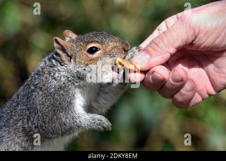 Primo piano di scoiattolo grigio che viene nutrito con una mano umana di noce in un parco di Brighton, Sussex, Inghilterra, Regno Unito Foto Stock