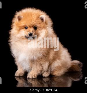 Adorabile cucciolo in studio su sfondo nero. Foto Stock