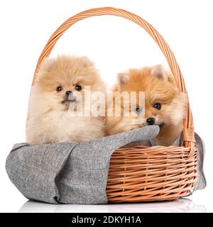 Due bellissimi cuccioli di Spitz Pomeraniani seduti in un cesto di vimini. Foto Stock