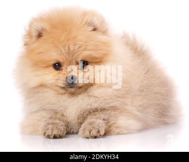 Ritratto di uno Spitz Pomeraniano su sfondo bianco. Foto Stock