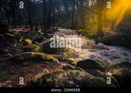 Nel tardo pomeriggio luce del sole mentre il fiume Fowey scorre lungo Golitha Falls nello storico e antico bosco Draynes Wood in Cornovaglia. Foto Stock