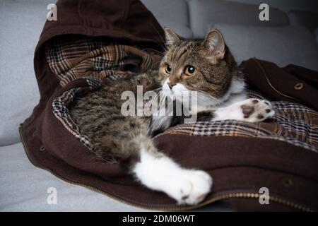 cute tabby bianco gatto shorthair britannico rilassarsi su confortevole giacca proprietario di animali domestici sul divano Foto Stock