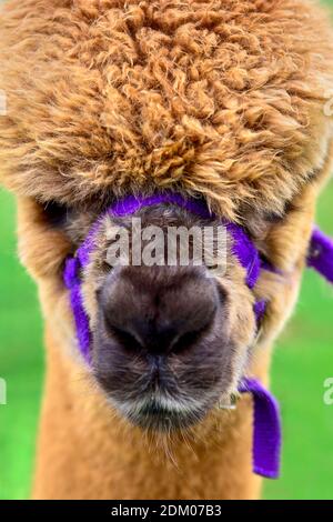 Cute testa alpaca marrone con capelli lanosi Foto Stock