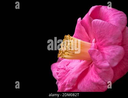 Fiore rosa Camellia fiorito su sfondo nero Foto Stock