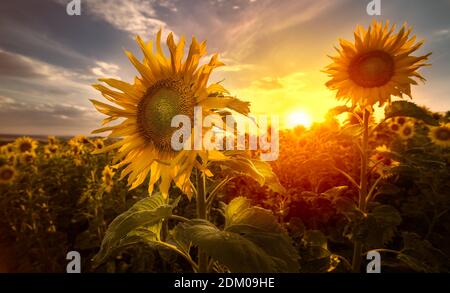 Scena artistica. Girasoli in paesaggio rurale al tramonto. Helianthus annuus. Closeup di fiori gialli alla luce del sole arancione serale. Campo estivo illuminato al sole. Foto Stock