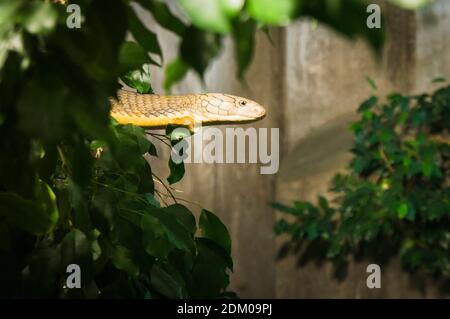 Il Re Cobra, Ophiophagus hannah, nel Regno del Padiglione di Venom nel giardino zoologico e botanico di Plzen, Repubblica Ceca, 15 dicembre 2020. (P CTK Foto Stock