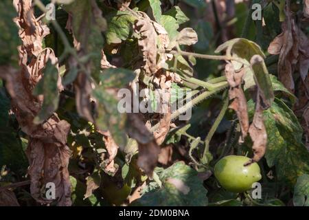 Frutta di pomodoro danneggiata da malattia batterica. Pomodori cracked di umidità. Pomodori asciugati da parassiti. Foto Stock