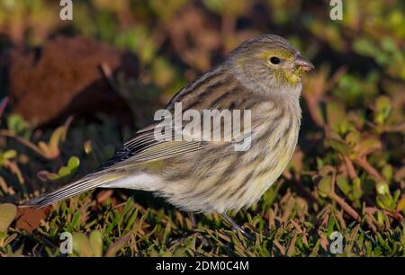 Kanarie op de grond, Atlantic Canary appollaiato sul terreno Foto Stock