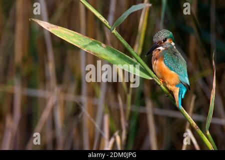 IJsvogel zittend op een rietstengel; Comune Kingfisher appollaiato nel pettine Foto Stock