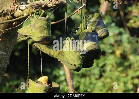 Diverse coppie di vecchi stivali coperti di alghe appesi in un albero Foto Stock