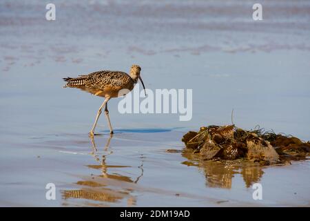 American lungo Curlew fatturati, Numenius americanus, la spiaggia di Santa Monica, California, Stati Uniti d'America. Stati Uniti d'America. Ottobre 2019 Foto Stock